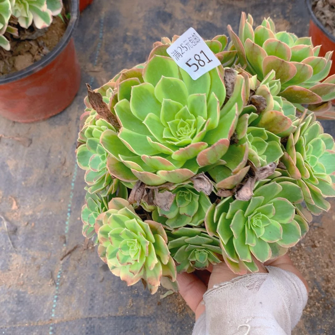 581奶白老桩多肉植物