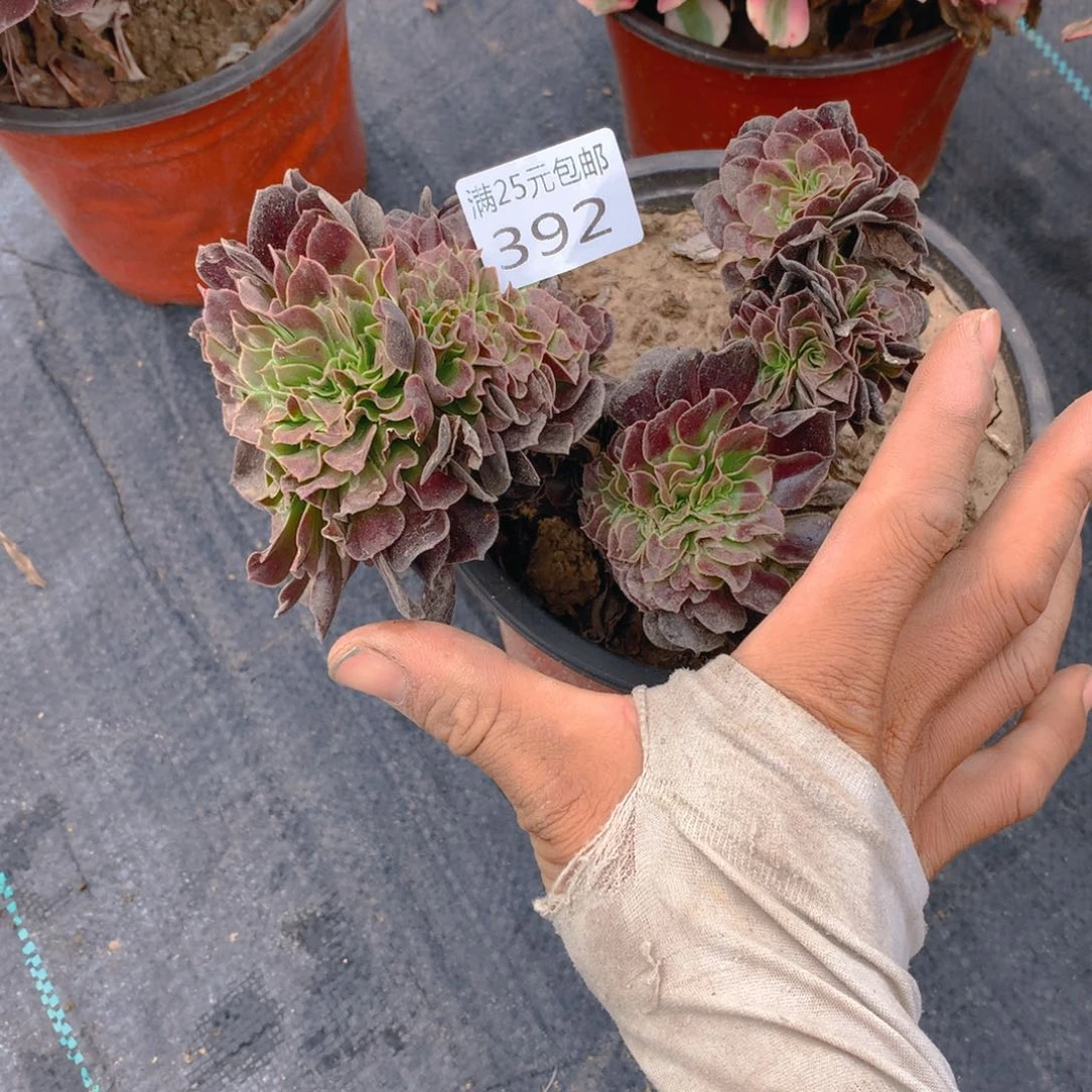 392欧紫缀化多肉植物