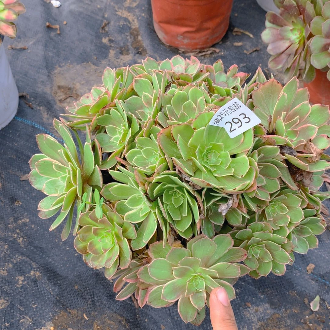 293莲花座多肉植物