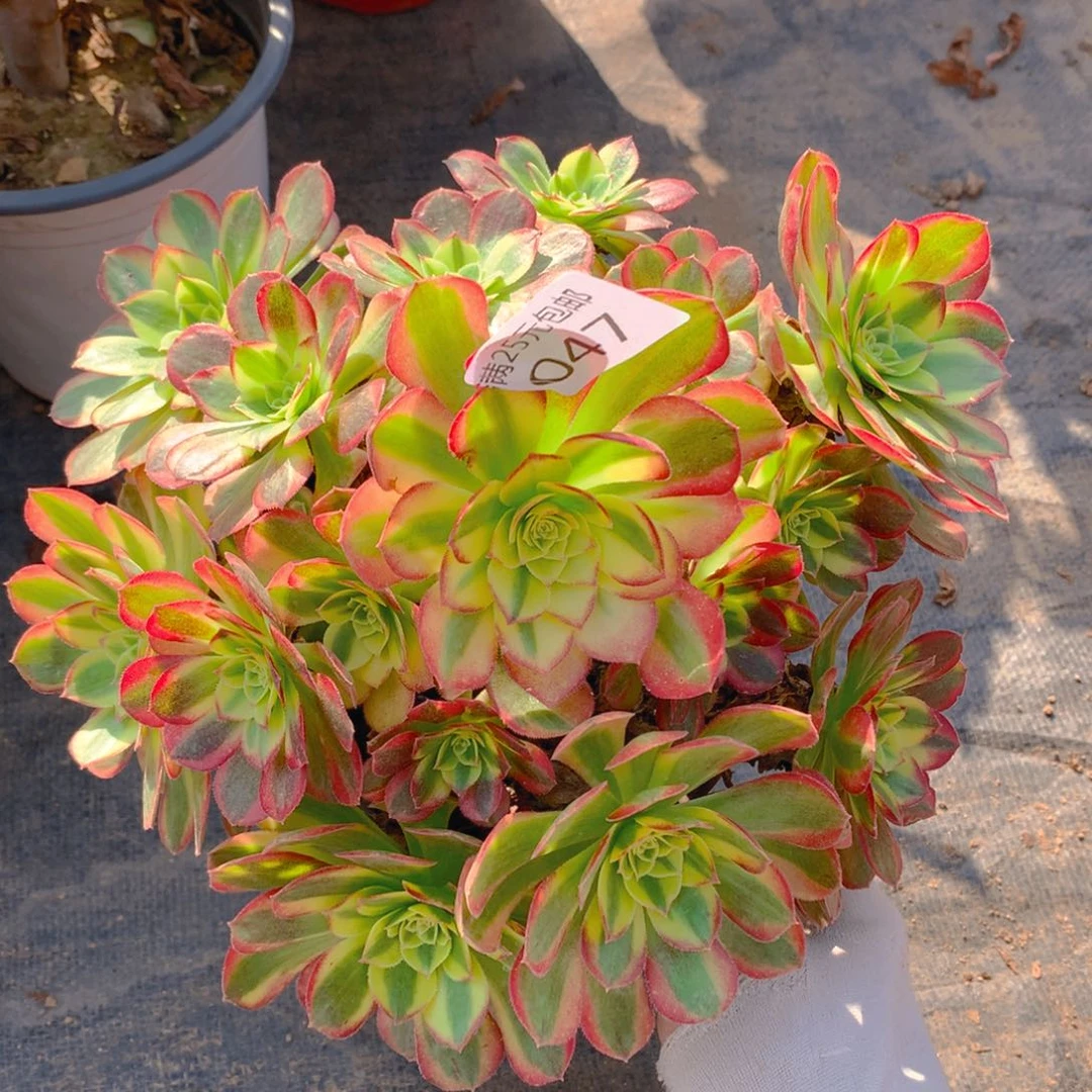 047奶白老桩多肉植物