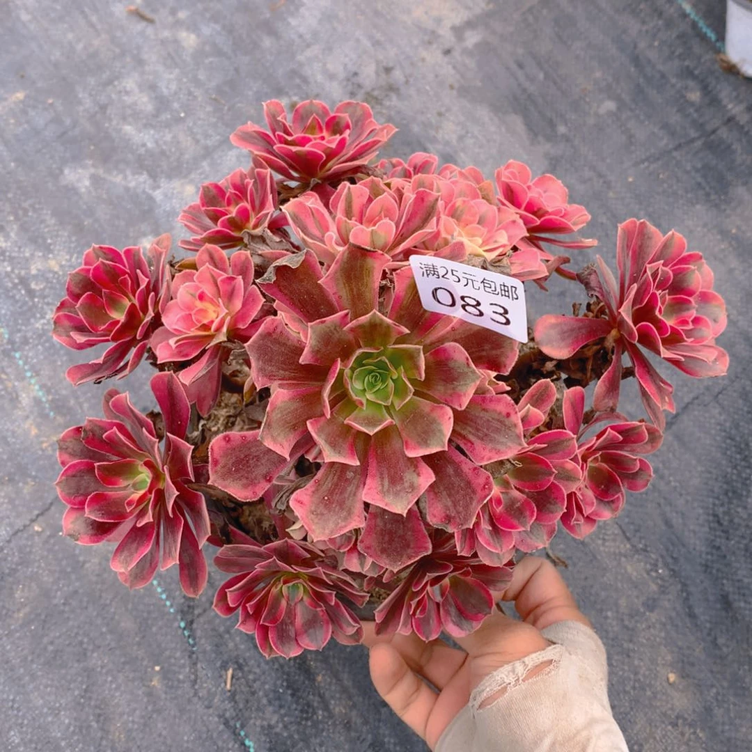 083美杜莎大捧花红色