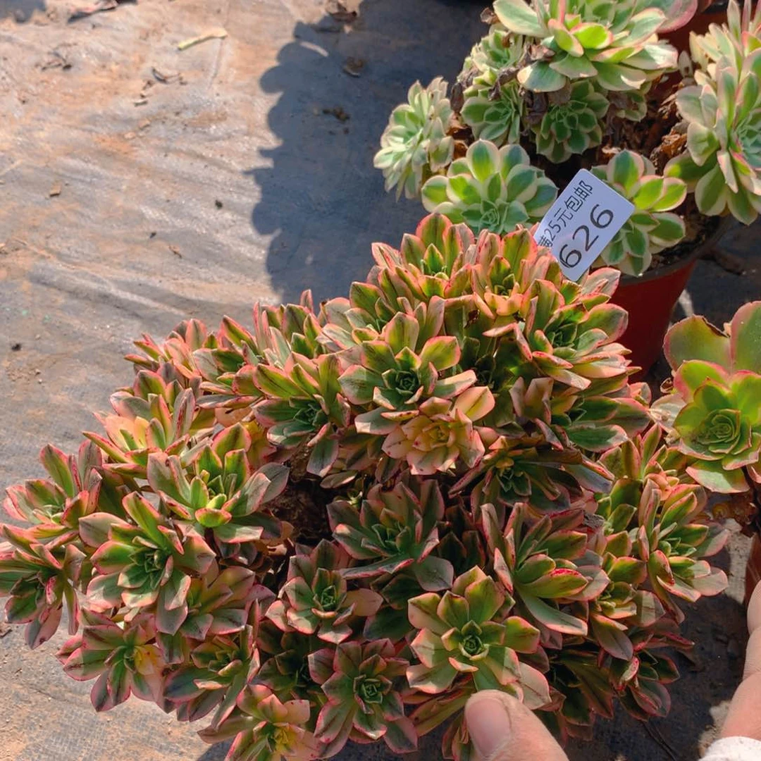 626甜茶捧花多肉植物