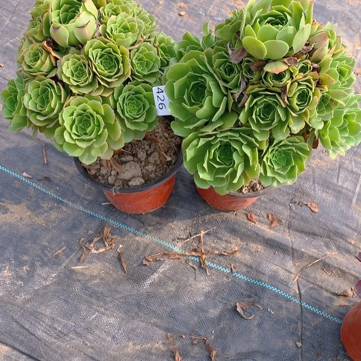 卫*师426绿羊绒组合2个多肉