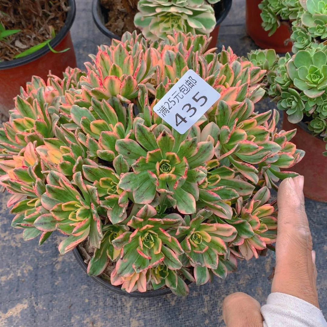 435甜茶大捧花多肉植物