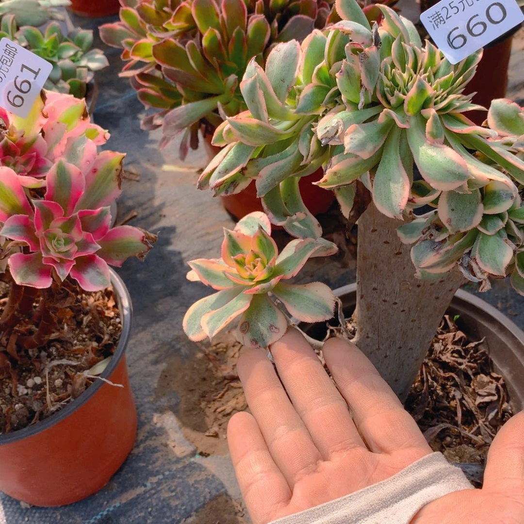 660灿烂缀化多肉植物