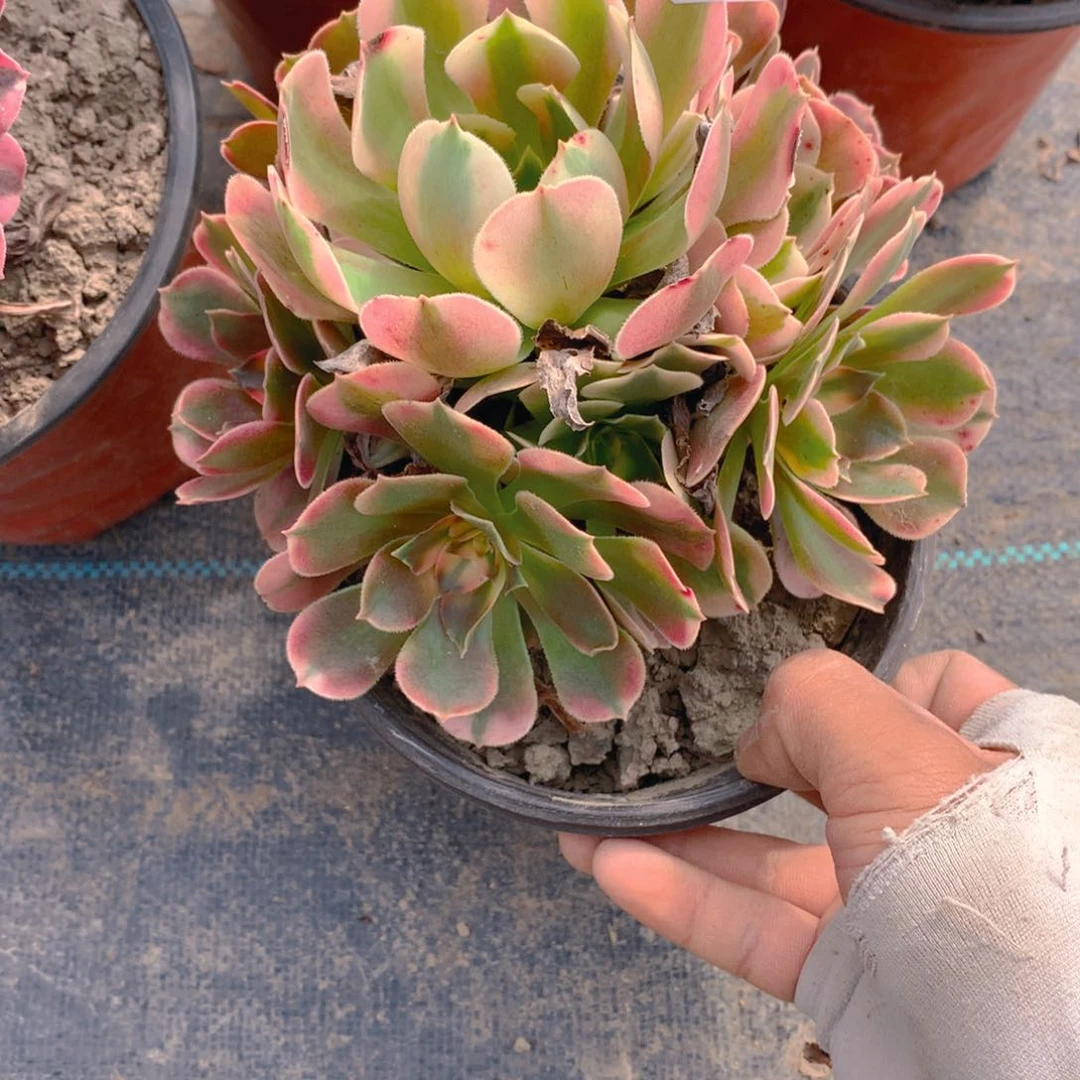 816香妃多肉植物的