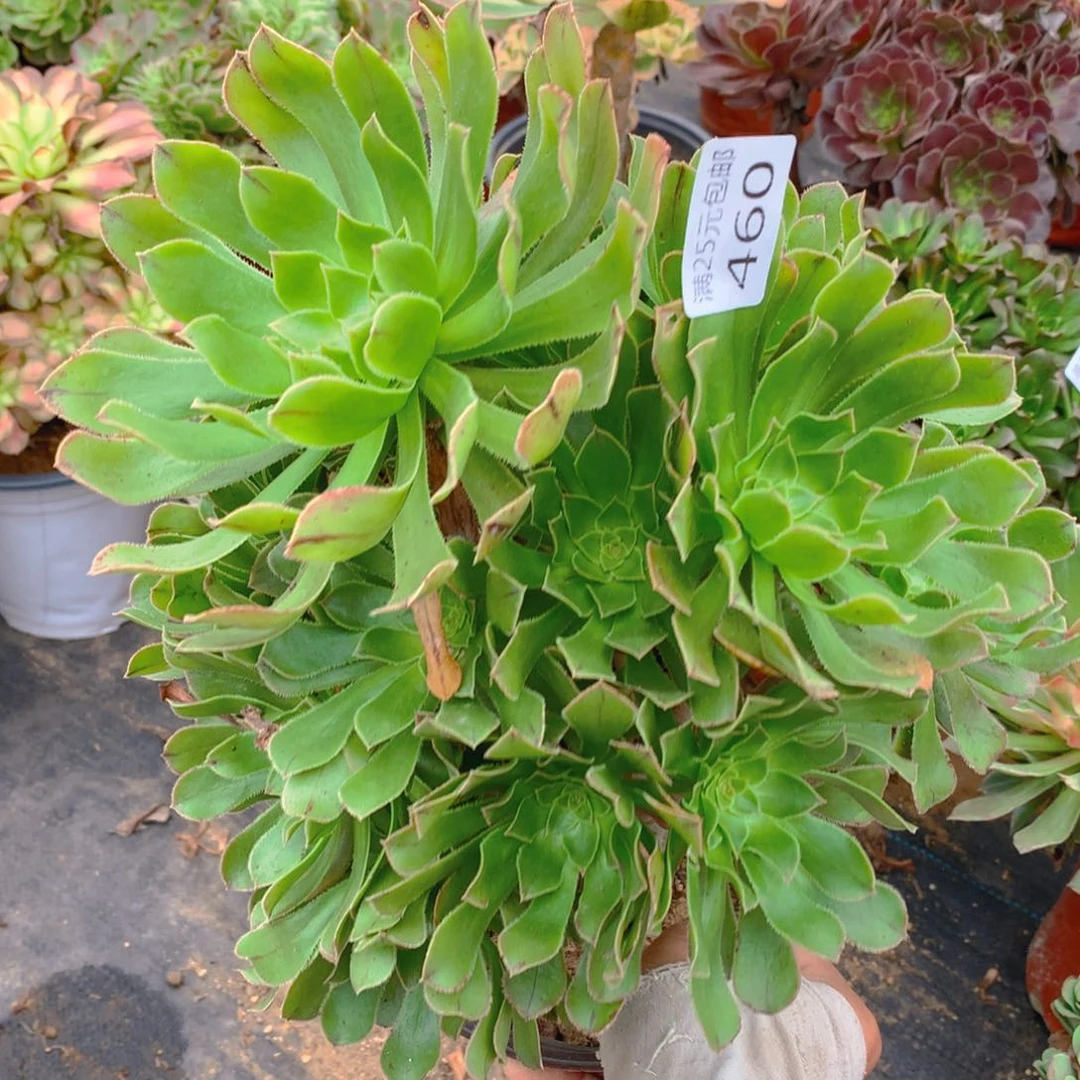 460原始绿法老桩多肉