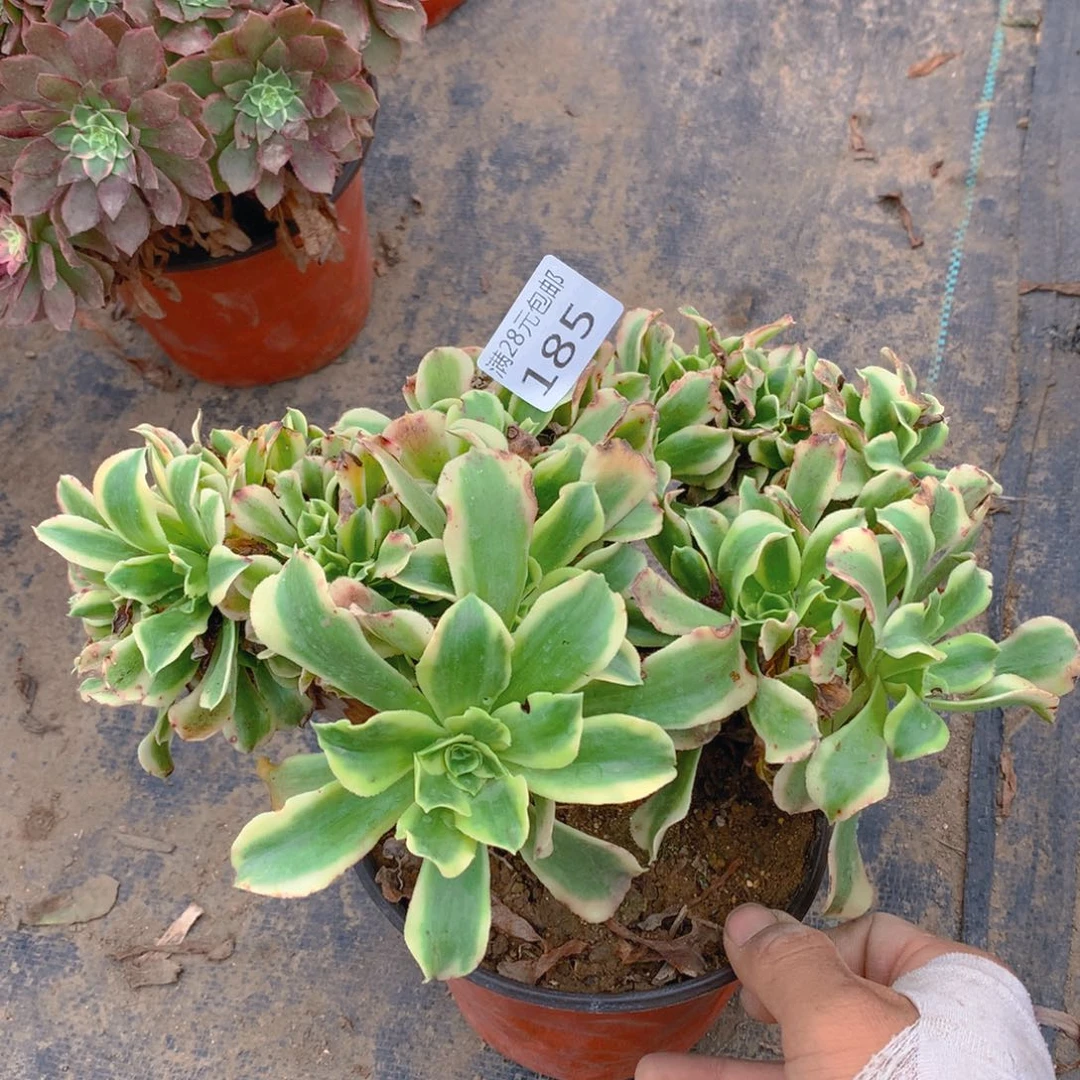 185绿豆沙缀化多肉植物