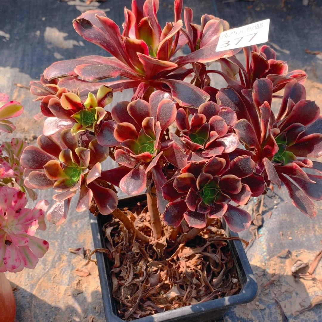 377欧佳丽朵朵缀化