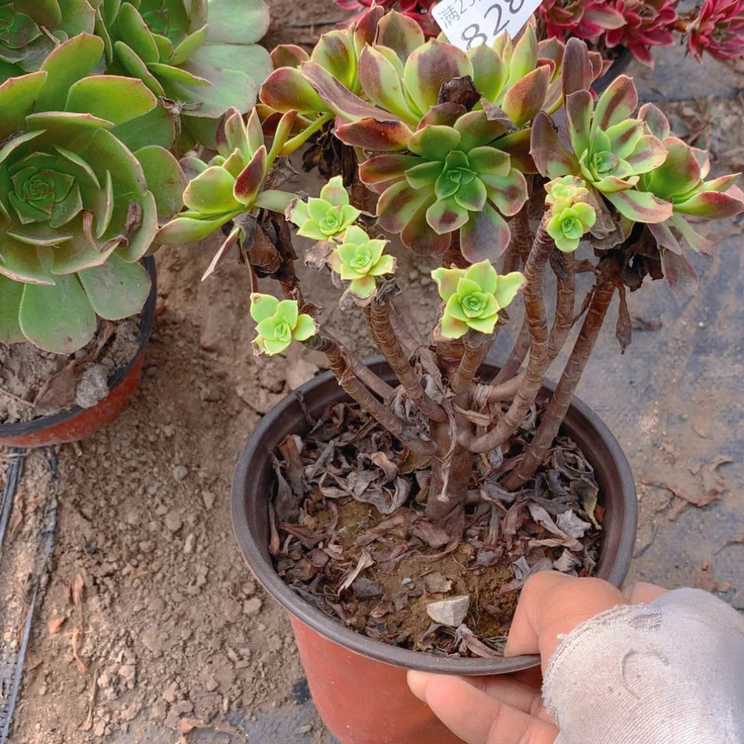 828欧佳丽老桩多肉