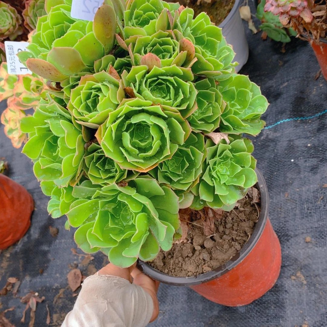 052绿羊绒捧花多肉植物
