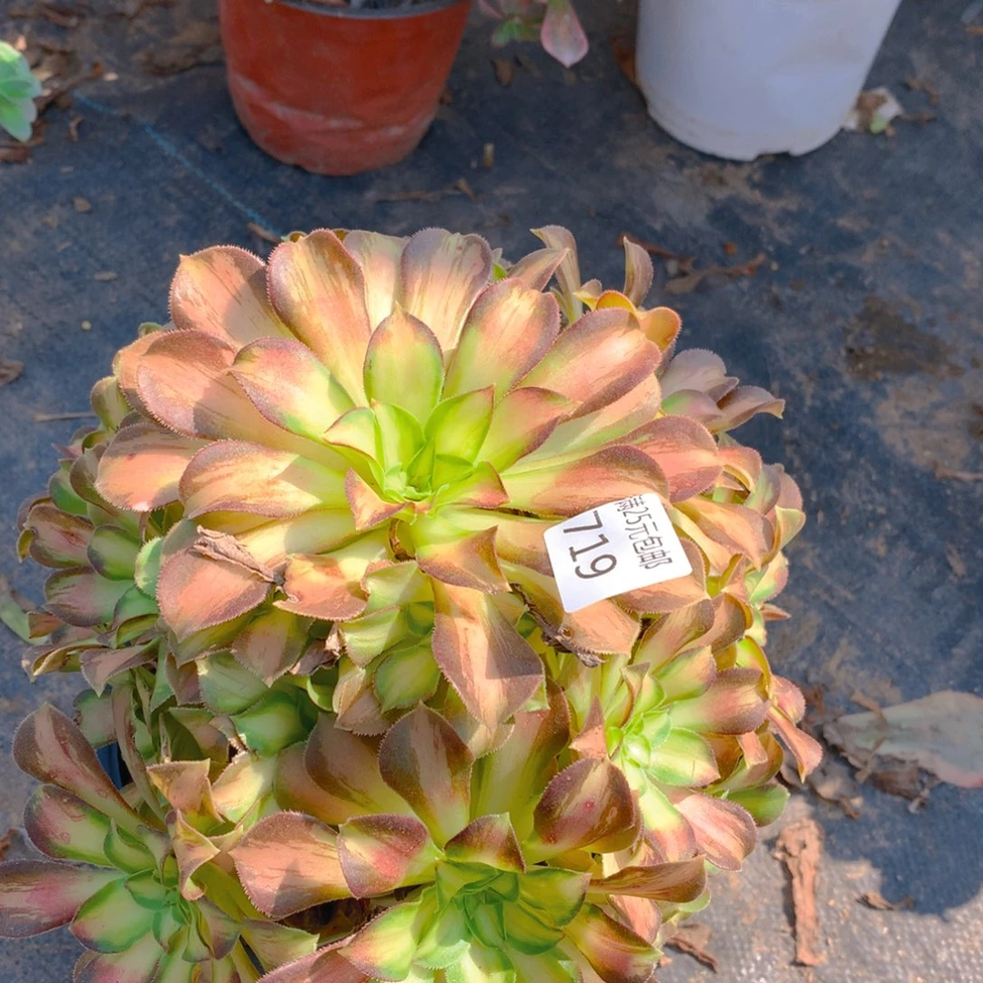 719韶华捧花多肉植物