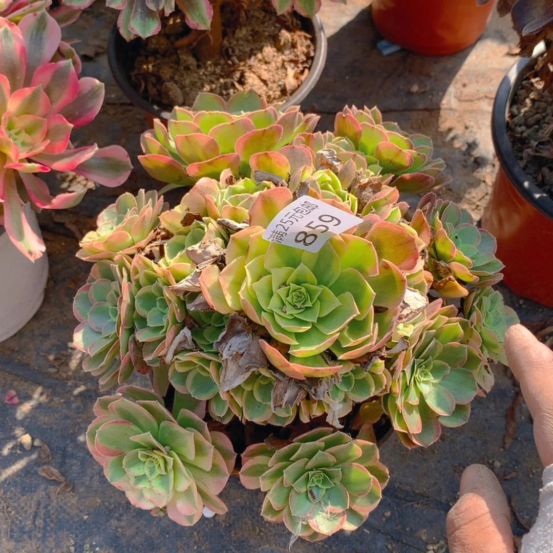 859奶白老桩多肉植物