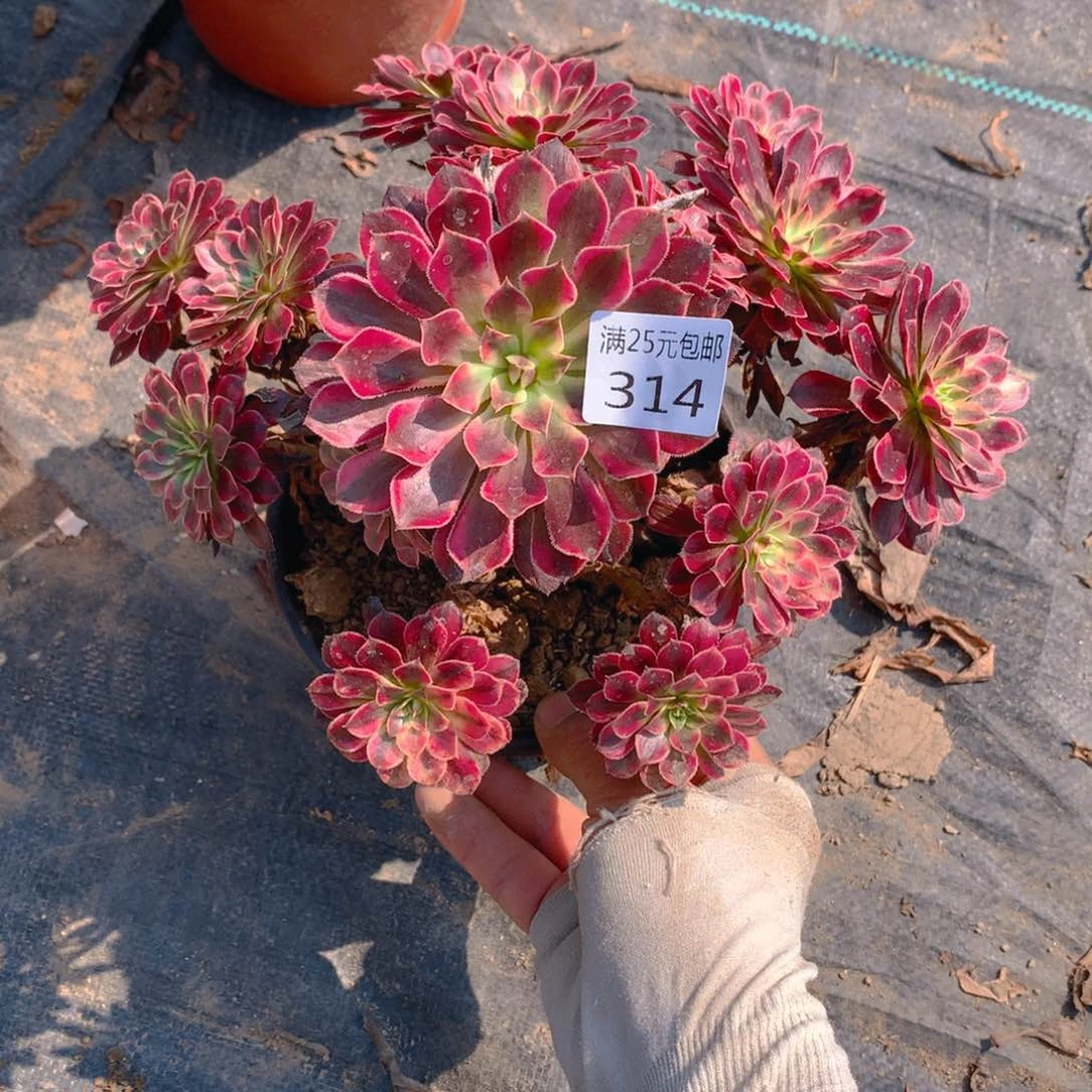 314黑天鹅捧花的多肉