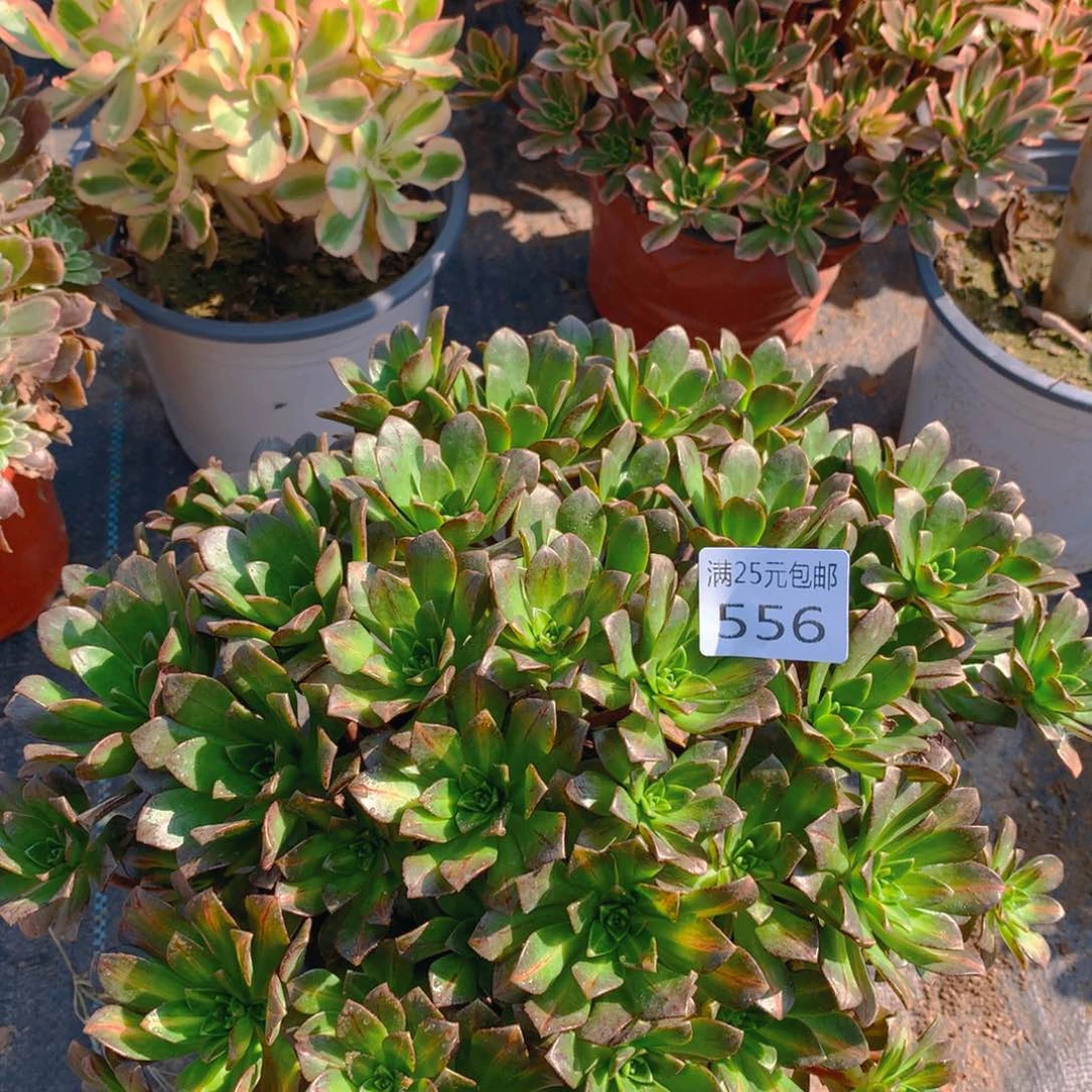 556绿茶中斑锦多肉