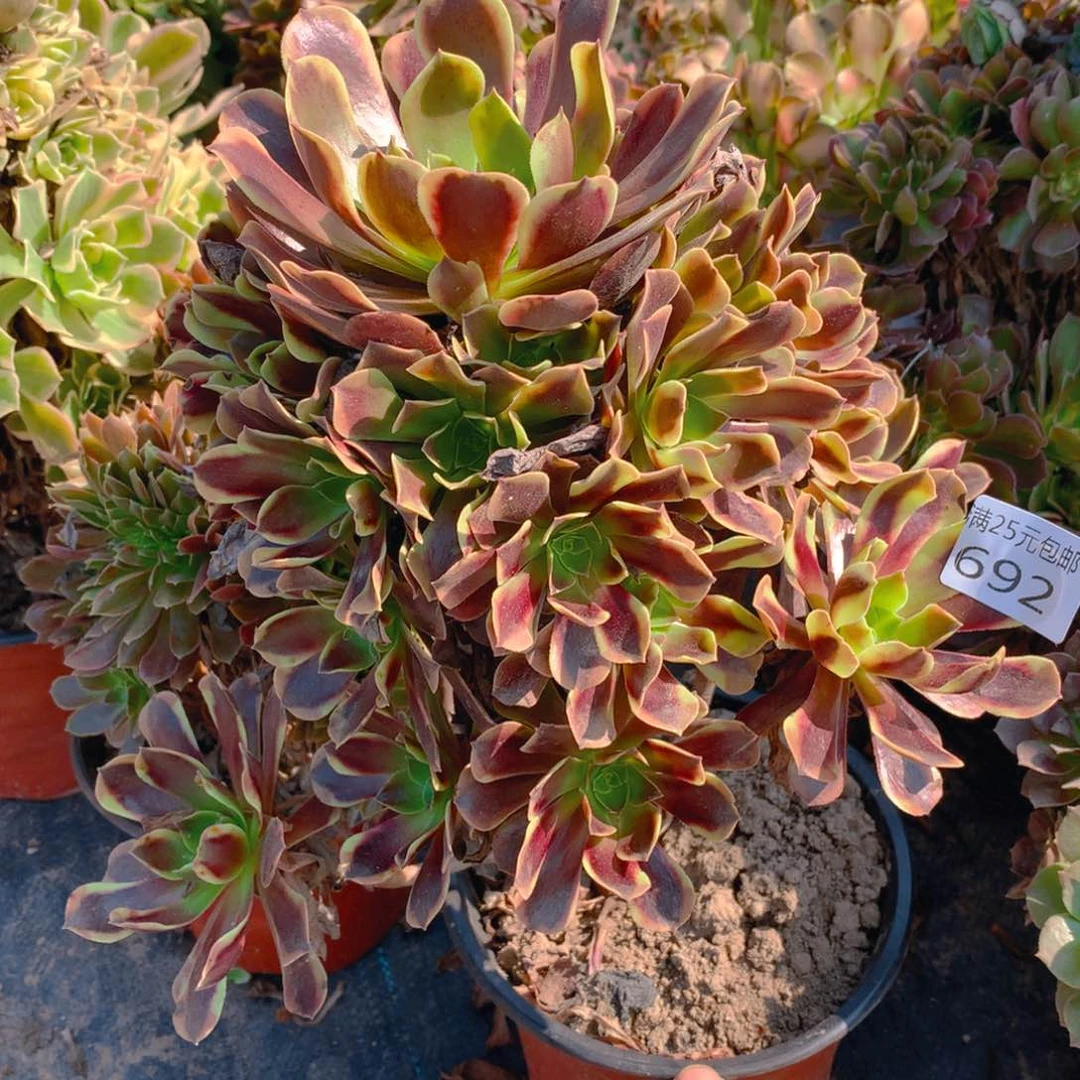 692欧佳丽老桩多肉植物