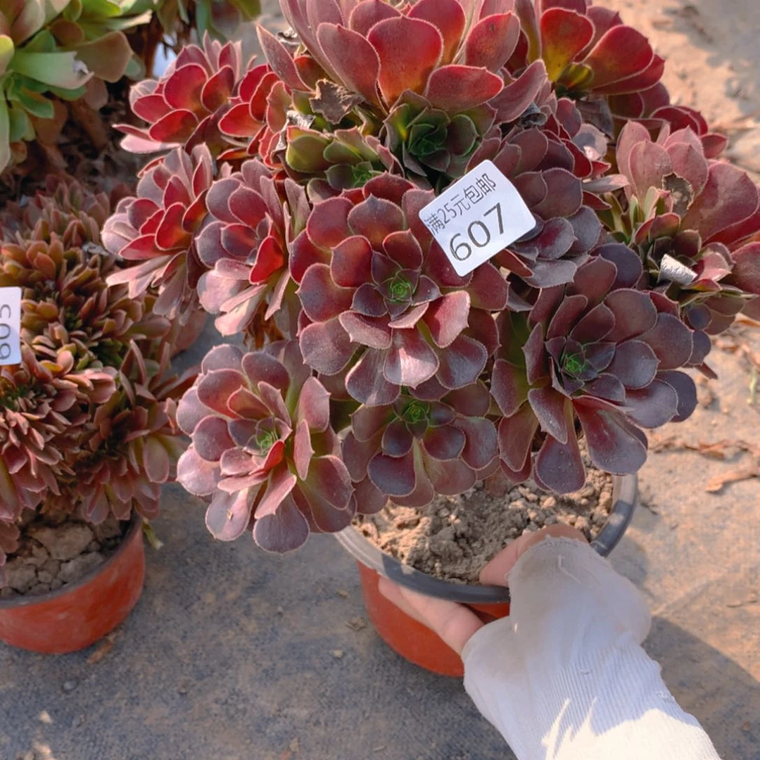 607荷兰圆叶捧花多肉