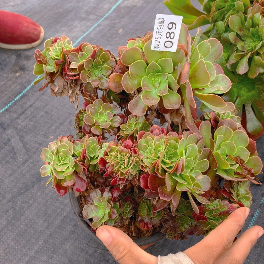 089玫瑰法师缀化多肉