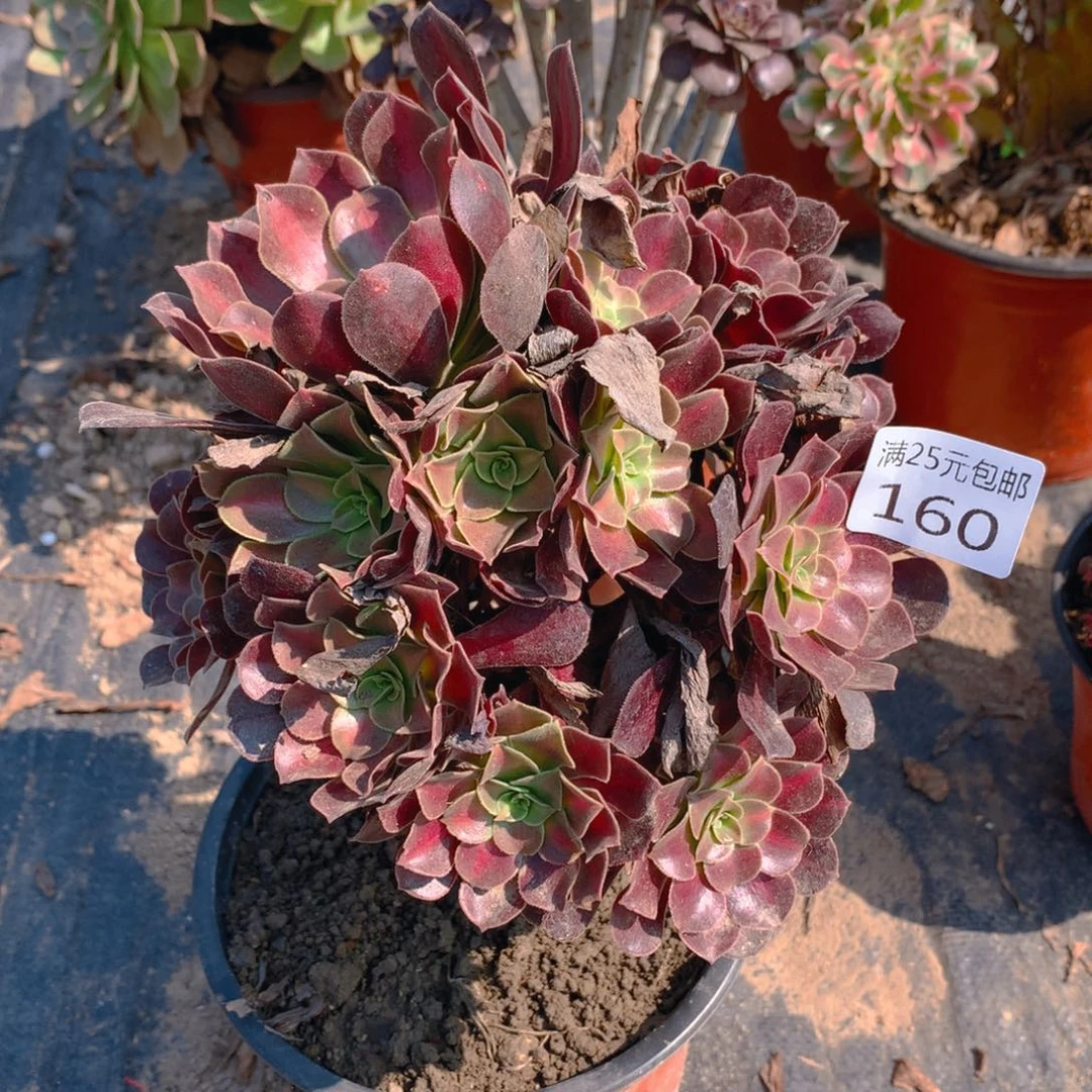 160花娜捧花多肉植物