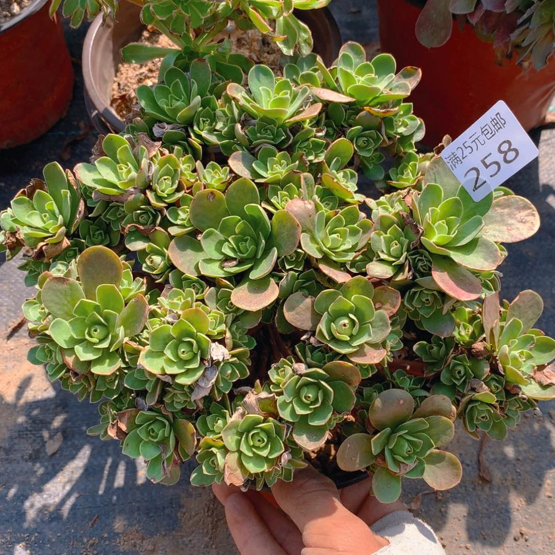 258树玫瑰多肉植物