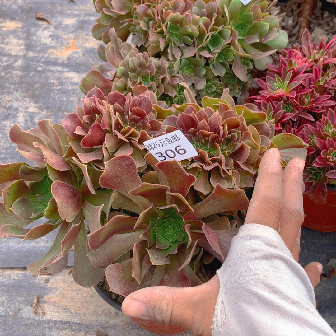 306玫瑰法师缀化多肉