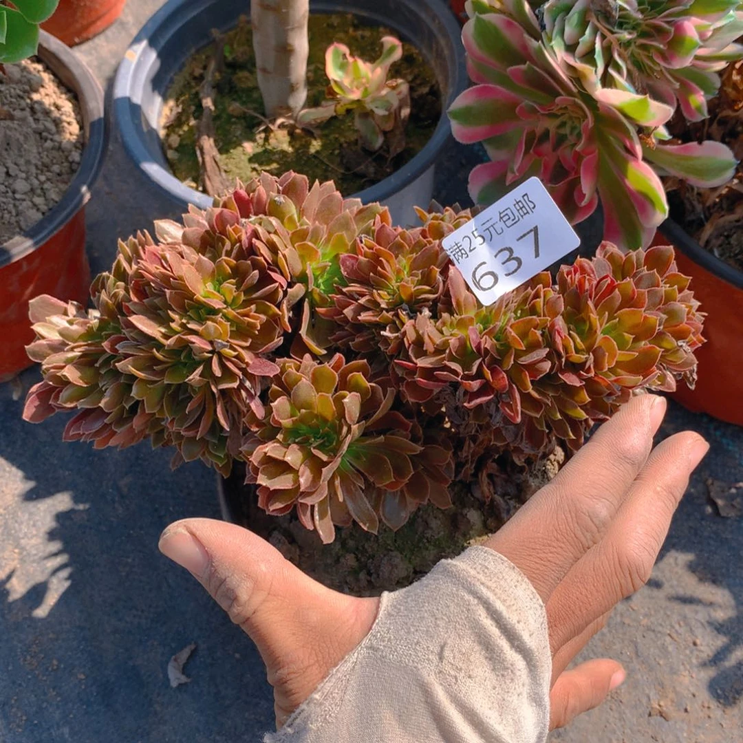 637娜迦女王缀化多肉