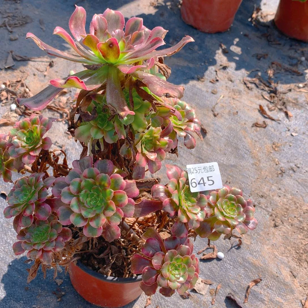 645舞天姬老桩多肉