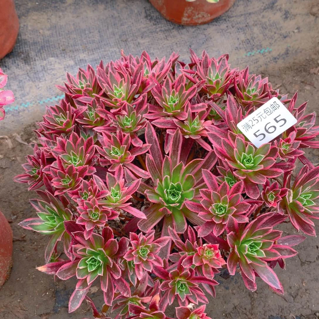 565九尾狐大捧花多肉植物