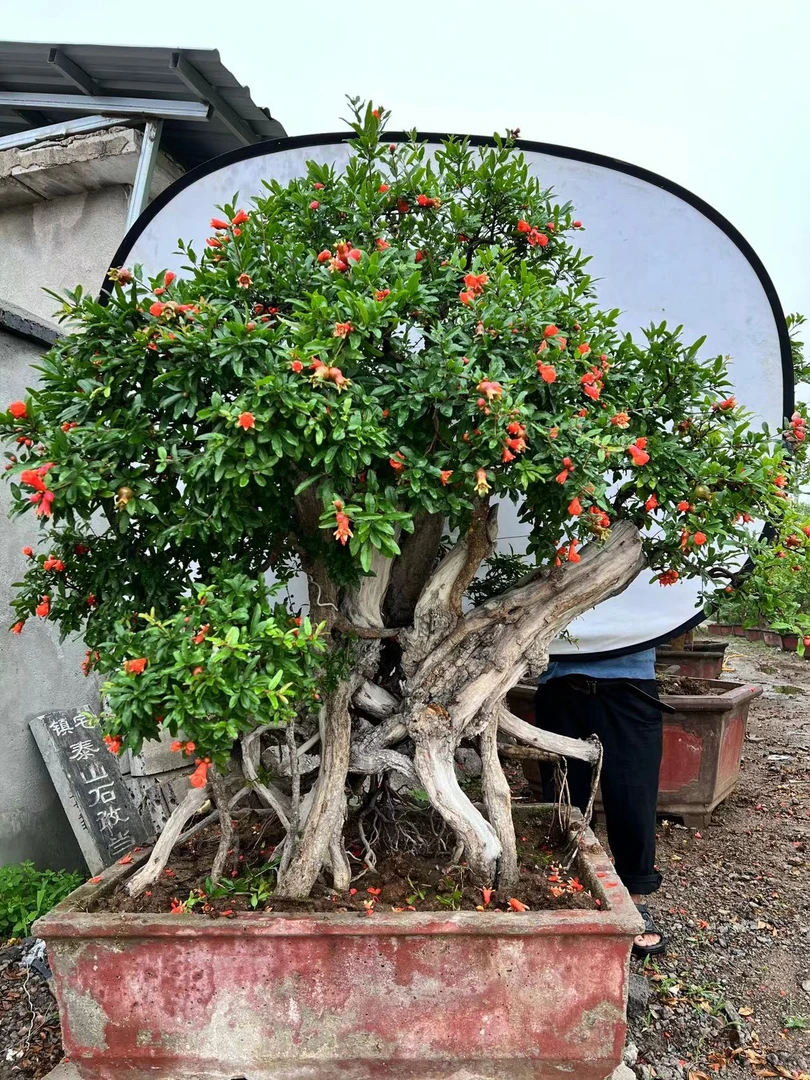 庭院绿植盆景（一物一拍下单请联系客服）