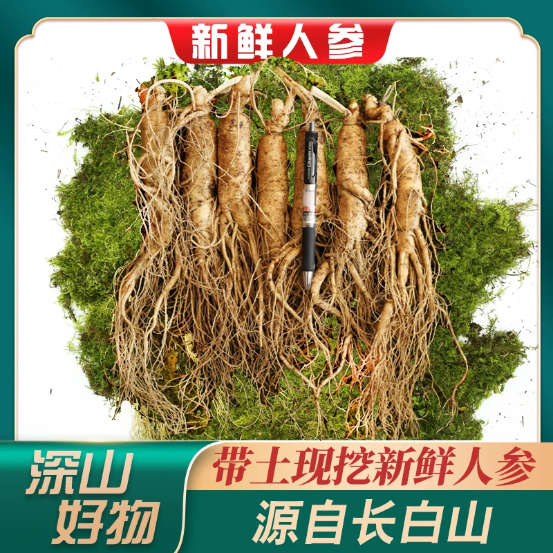【500克新鲜大人参】长白山现挖带土,可加工红参白参泡酒煲汤送礼