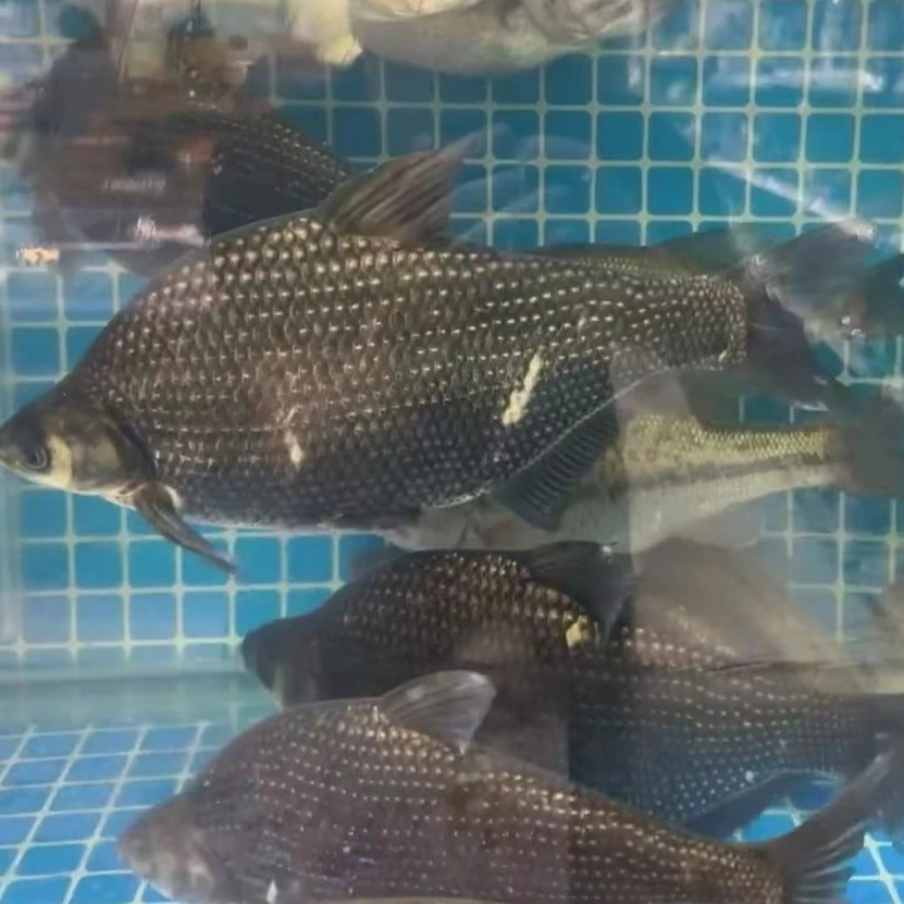 边鱼约850g