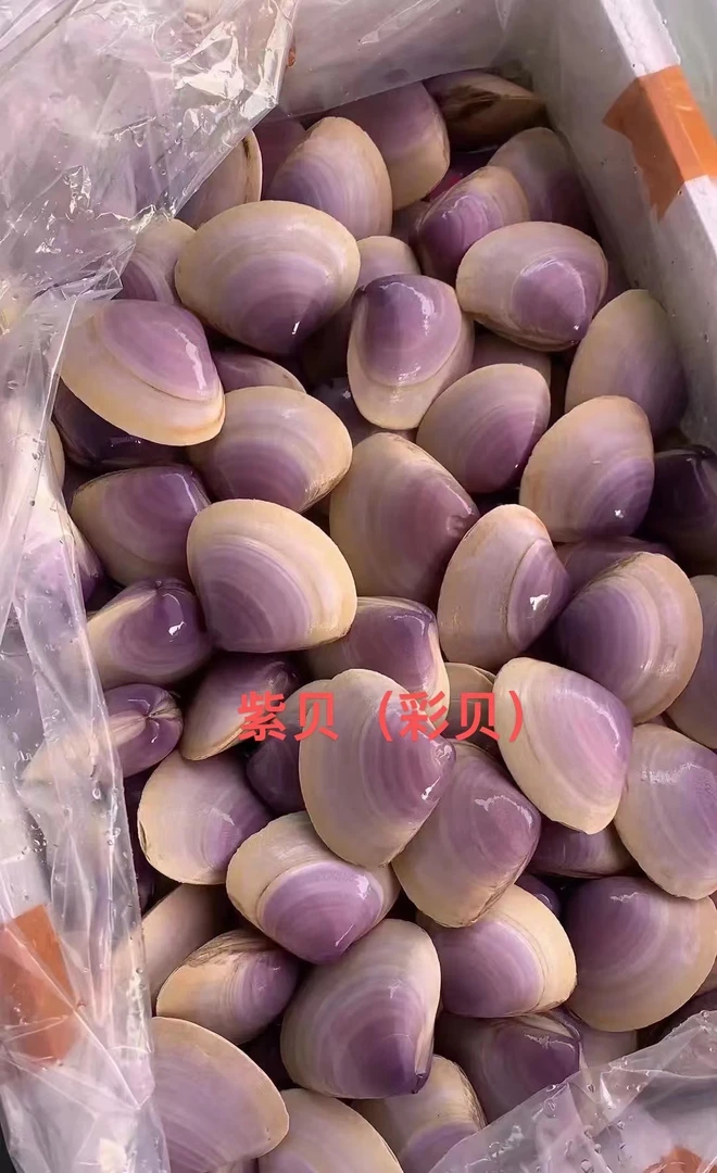 彩贝（大紫贝）500g