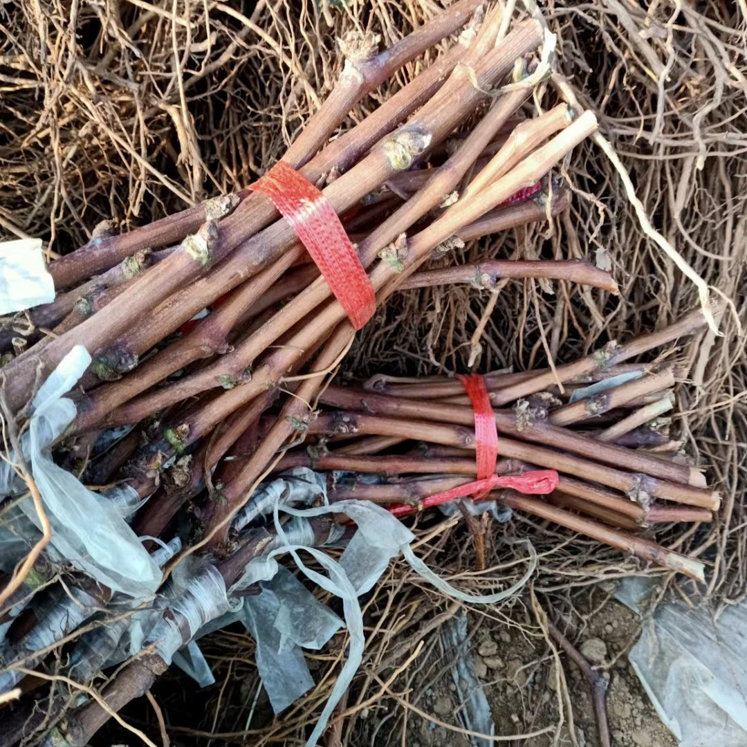 绍兴九号嫁接苗（夏黑砧木）