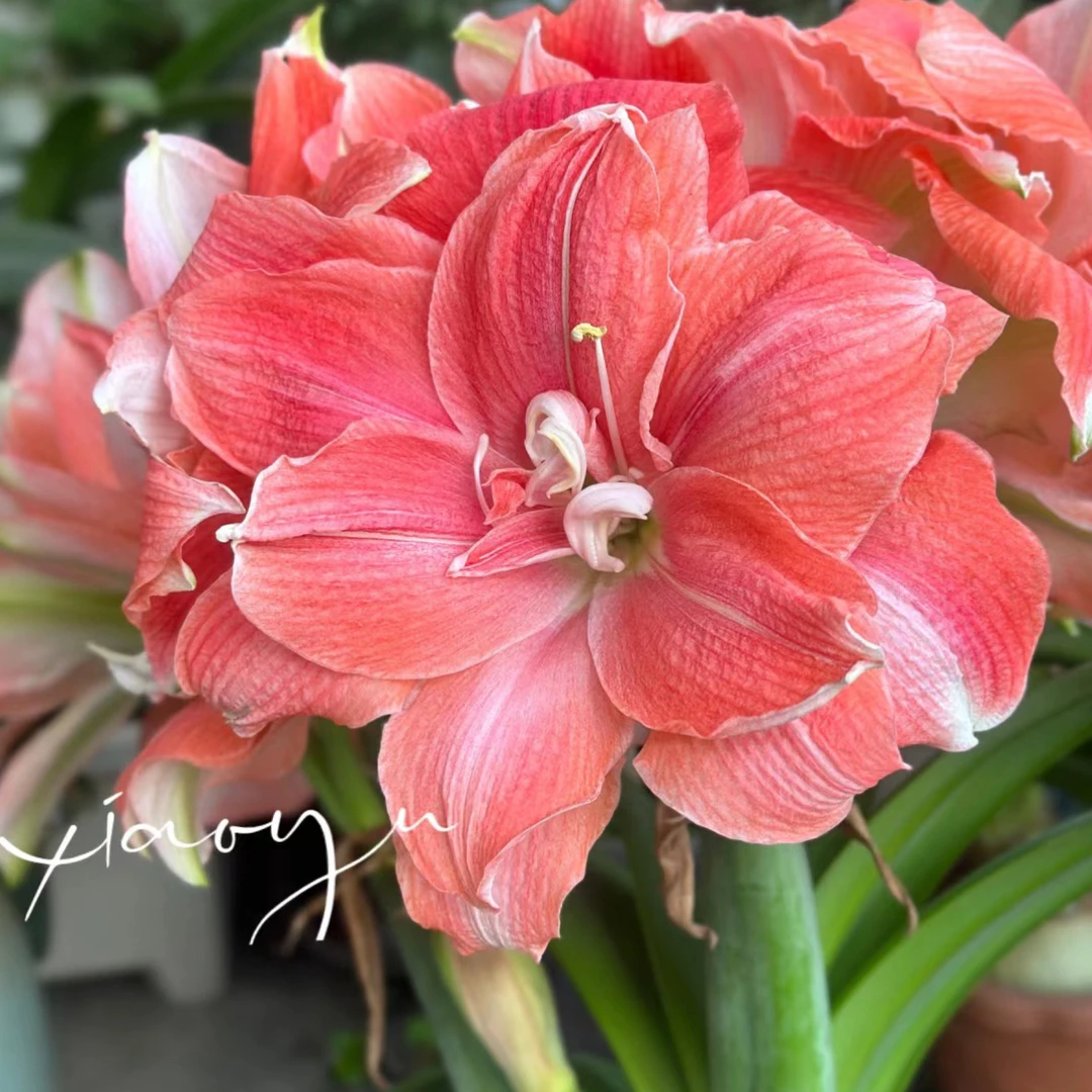 【蒂卡系列珊瑚 梦露 公主 粉黛 角龙包对版重瓣大花