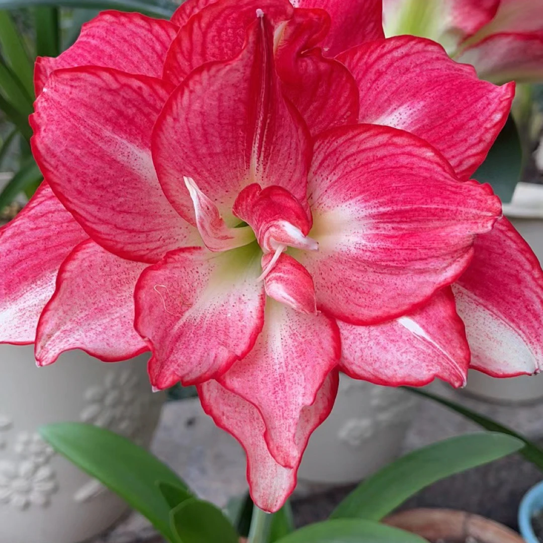 安瑞雅自然球包对版