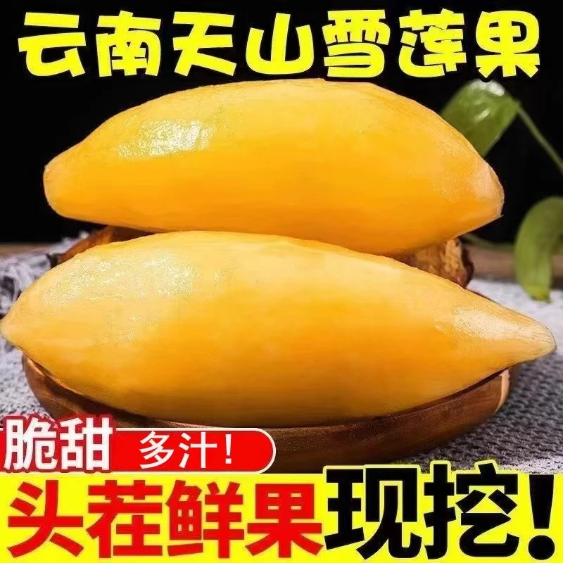 云南现挖大果天山雪莲果黄心红心特级新鲜水果1-9斤富含微量元素