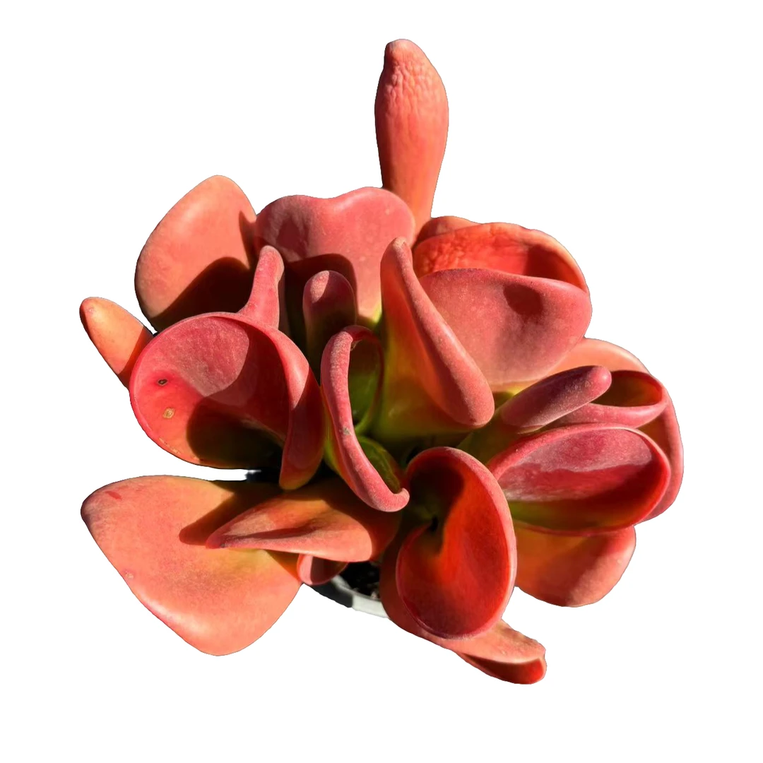 【火狐狸组合】168多肉植物种植好看好养 以直播间展示为准满15包邮
