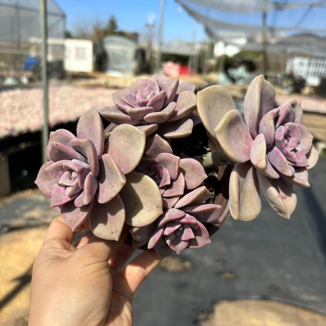 【3颗精品紫乐】168多肉植物好养好看  以直播间展示为准 满15包邮