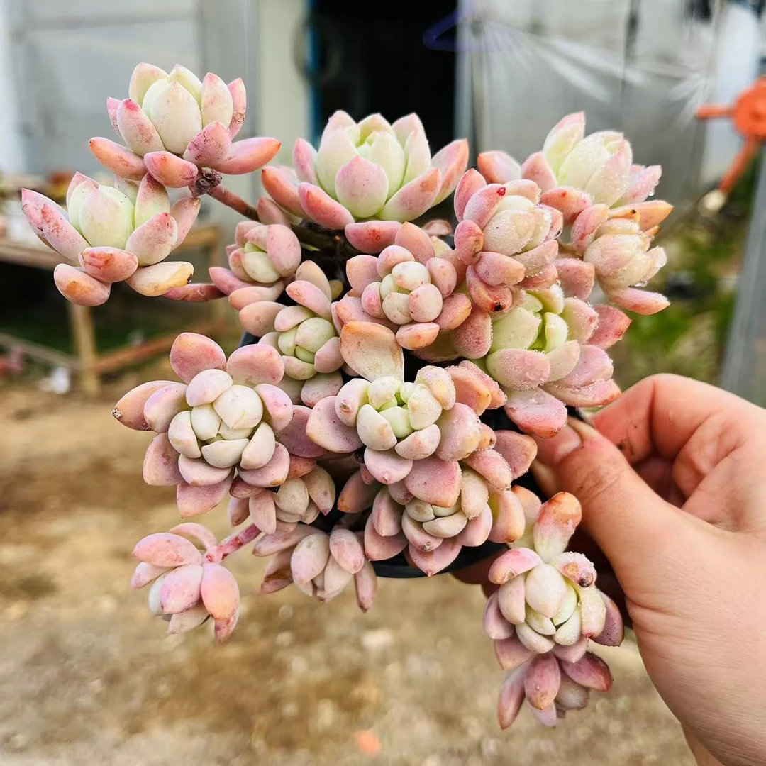 【3颗精品桃酥】 168多肉植物阳台好养 以直播间展示为准 满15包邮