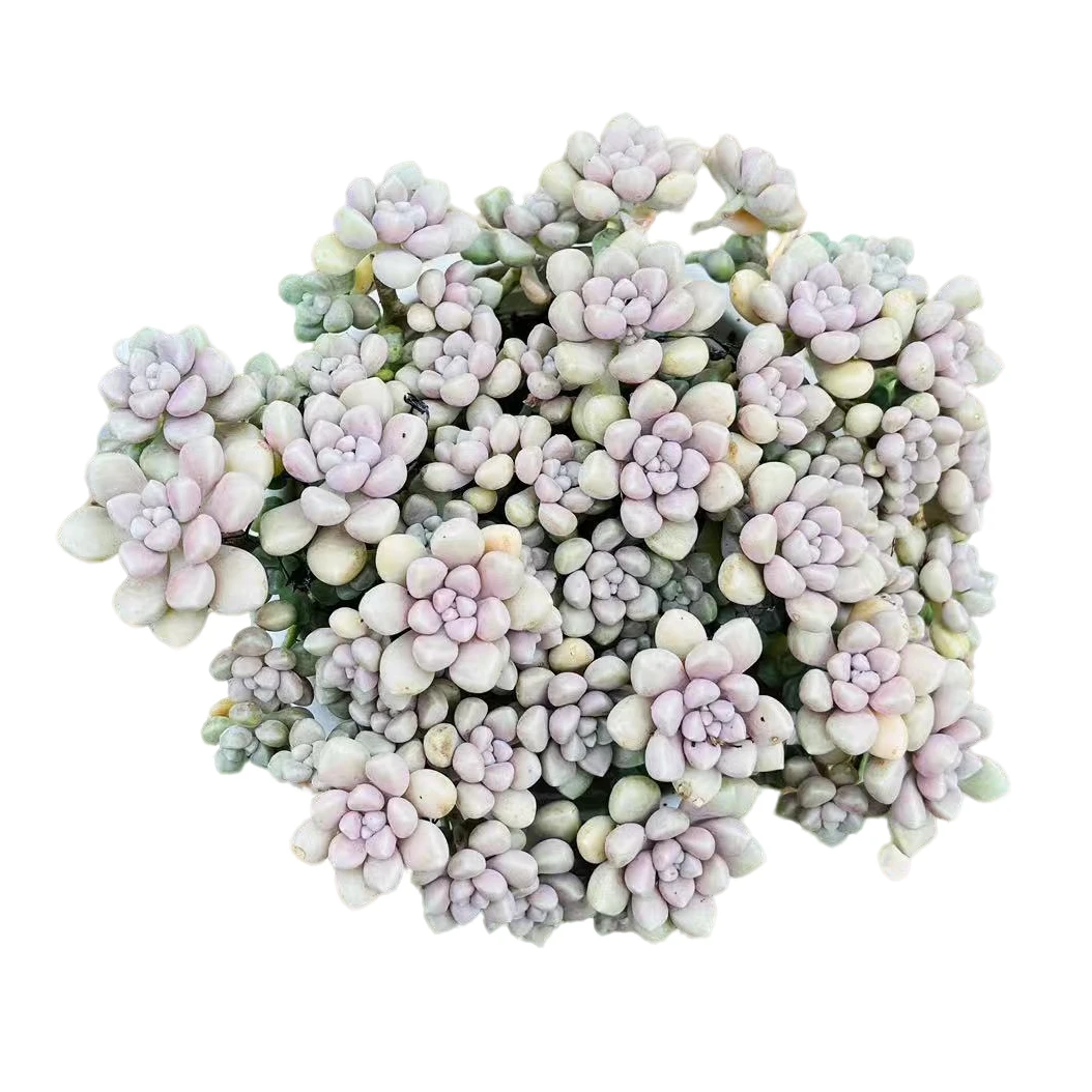 【2盆丸叶姬秋丽】168多肉植物好养露养 以直播间展示为准 满15包邮