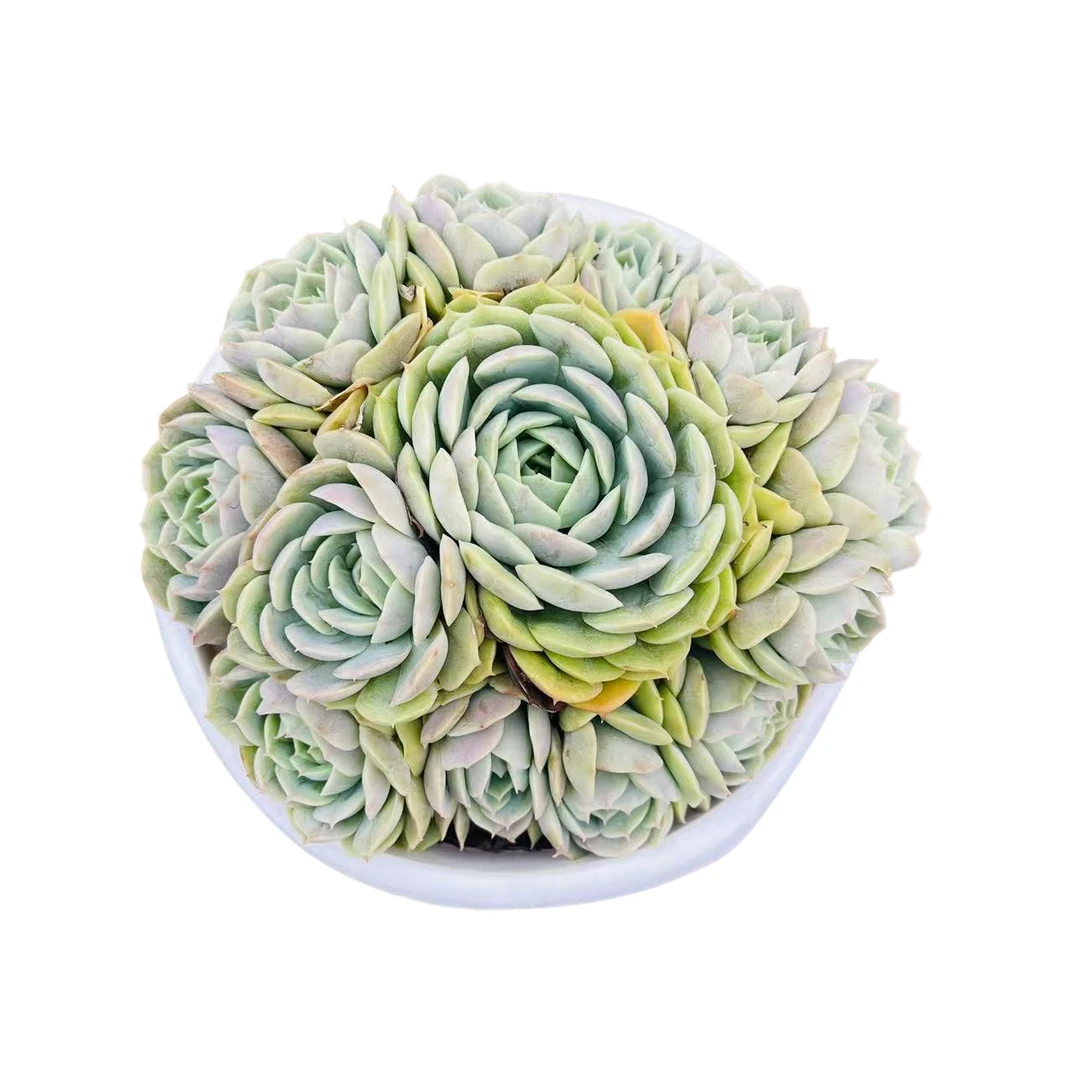 【手捧昂斯洛】168多肉植物阳台好养露养 以直播间展示为准满15包邮