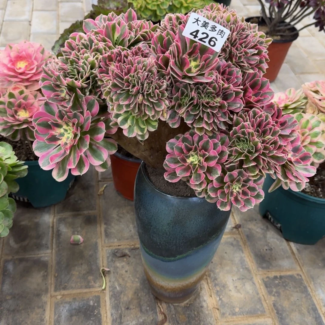 陌***?女巫缀化426肉