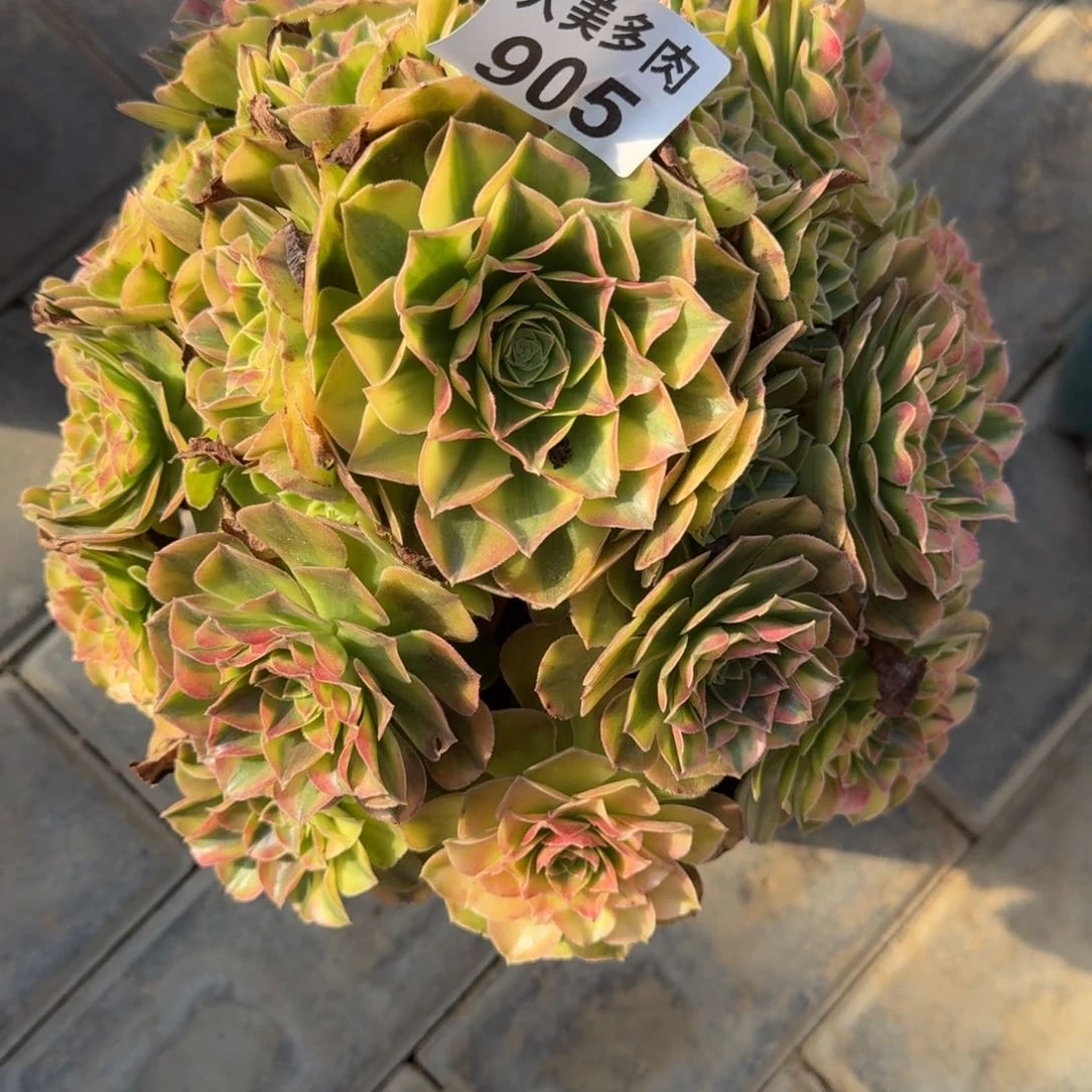 米*轮回不周正福利905肉肉