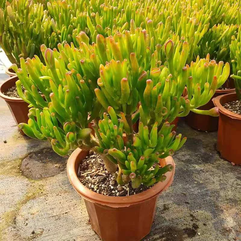 吸财树单多头老桩筒叶花月辐射招财树进宝绿植盆栽防室内多肉植物