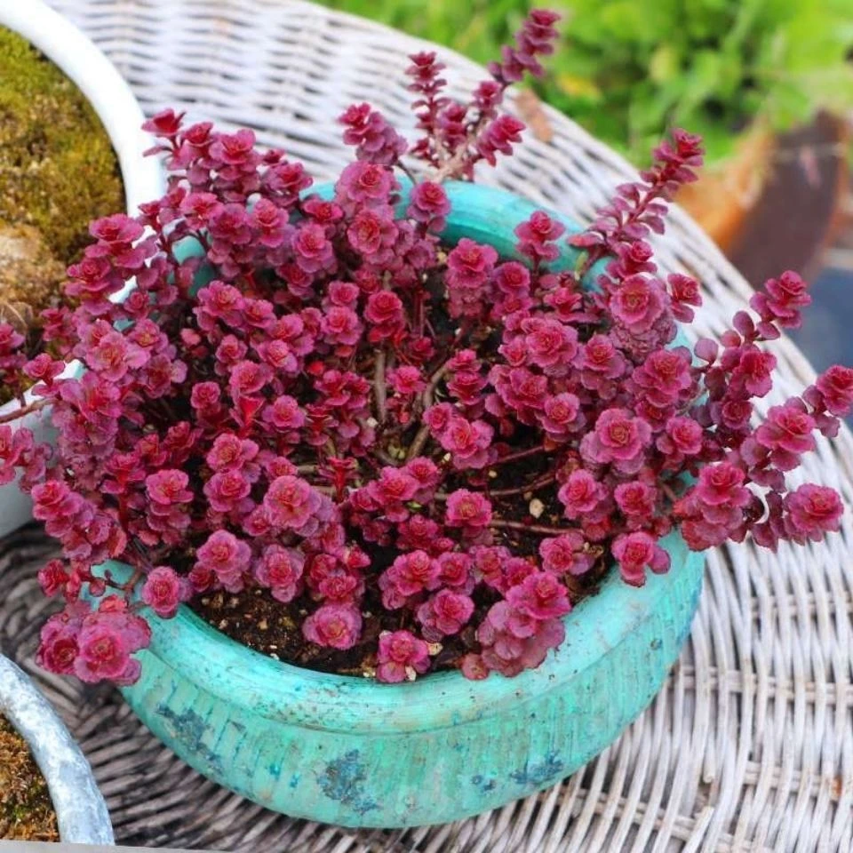多肉小球玫瑰室内好养多肉植物绿植盆栽好养室内多肉植物老桩简单