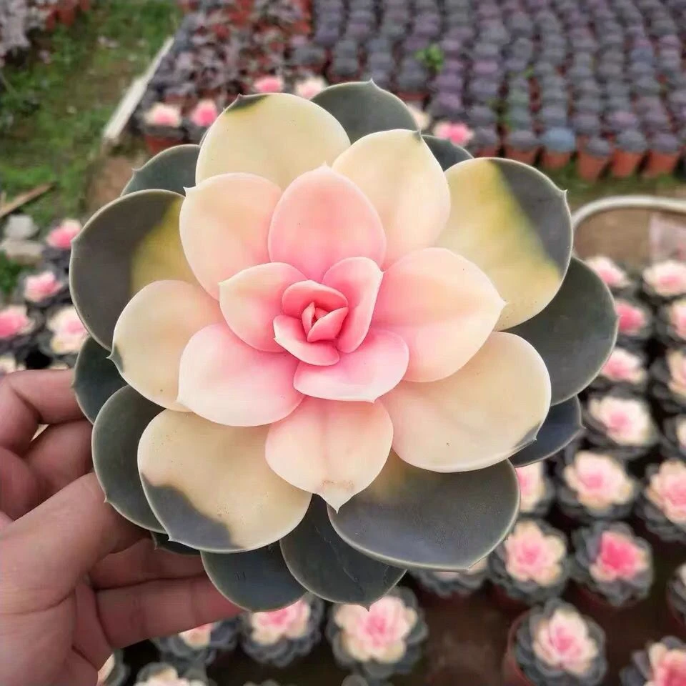 彩色紫珍珠红心莲锦彩虹窗阳台办公室美观趣味小盆栽绿植花卉药锦