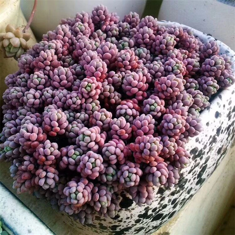 鱼子酱多肉植物大姬星美人铺盆垂吊藤蔓室内肉肉绿植组合盆栽净化