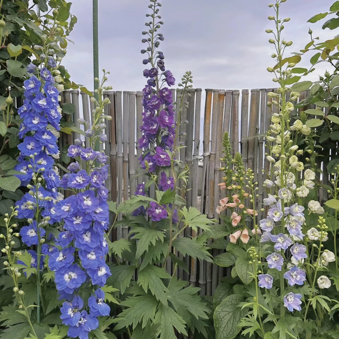 【花园三剑客】大花飞燕草多年生宿根耐寒花卉庭院阳台线性花卉鲜切