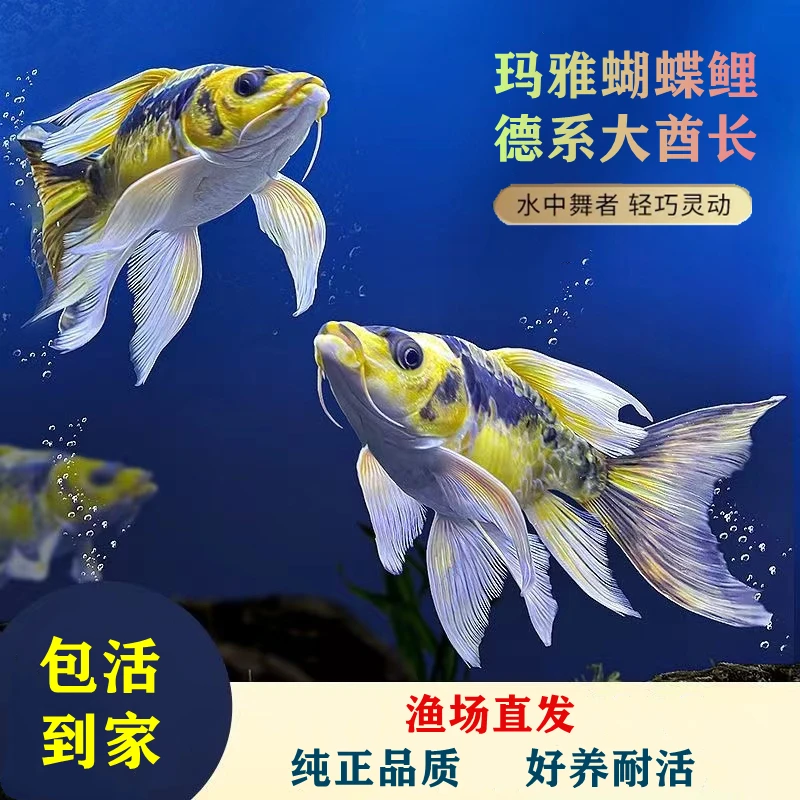 德系玛雅蝴蝶鲤大酋长短身长尾球体好养耐活冷水观赏鱼苗混养活体