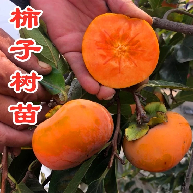 甜脆柿子树苗南方北方种植当年结果盆栽地栽嫁接不暖柿子果苗